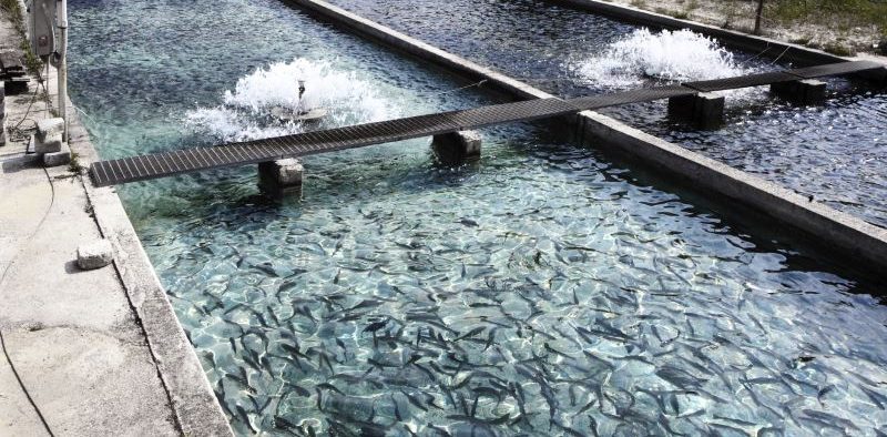 Fish farm water moniotoring