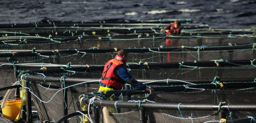 Scottish finfish farming in numbers
