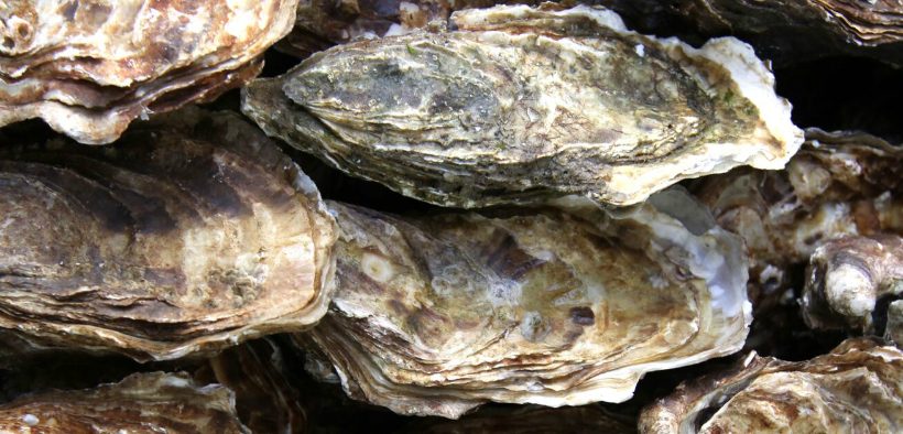 PROJECT RETURNS OYSTERS TO ORIGINAL HABITAT