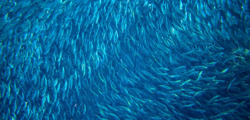 SEAFOOD SUPPLY CHAIN TRANSPARENCY