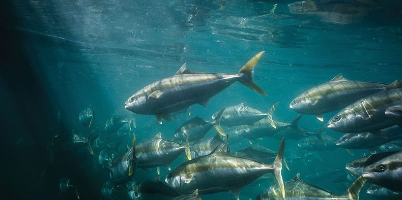 Clean Seas Expands Kingfish Supply