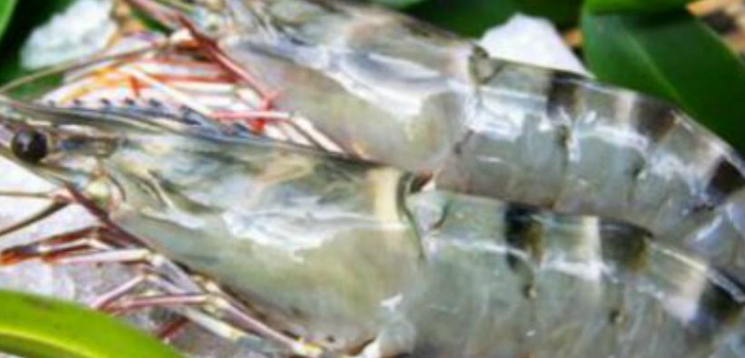 NEW VIETNAM SHRIMP COMMITMENT