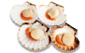 NORDIC SEAFOOD JOINS SUSTAINABILITY INITIATIVE