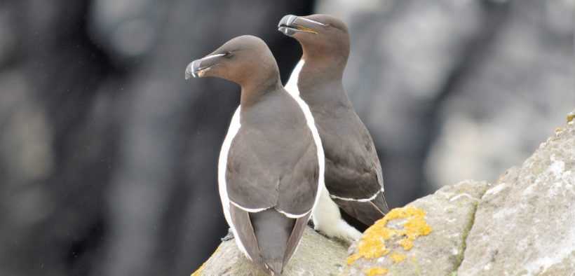 SEABIRDS CAN TELL US ABOUT THE TIDE