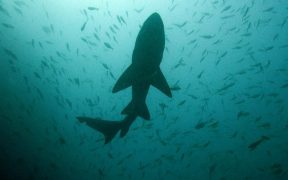 Europeche rejects EU Shark Trade Restrictions