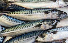 DISAPPOINTMENT OVER MSC MACKEREL SUSPENSION