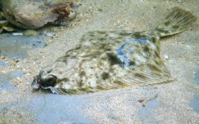 FLOUNDERS IN DECLINE IN THE BALTIC