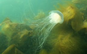 JELLYFISH CHEMICALS COULD HELP PROTECT UK MARINE LIFE