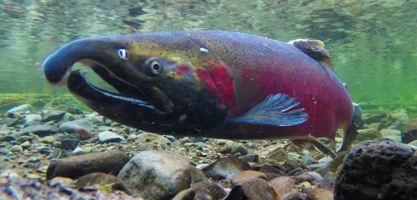 SALMON MAY LOSE ABILITY TO SMELL DANGER