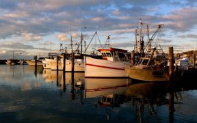 Australian Commercial Fish Stocks Sustainable