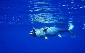 Growing numbers of bluefin tuna appearing in UK waters