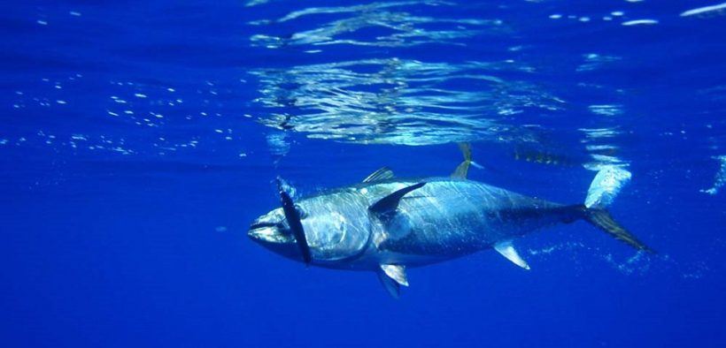 Growing numbers of bluefin tuna appearing in UK waters