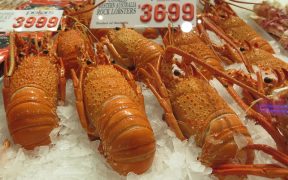 Rock Lobster Fishers Oppose Plan
