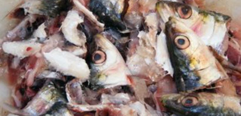SEAFOOD BUSINESSES ENCOURAGED TO REDUCE WASTE