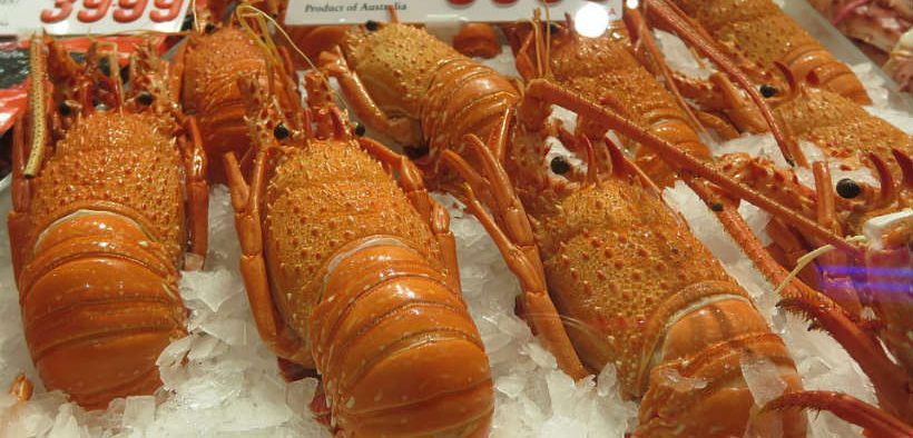 Bursaries Offered by Western Rock Lobster