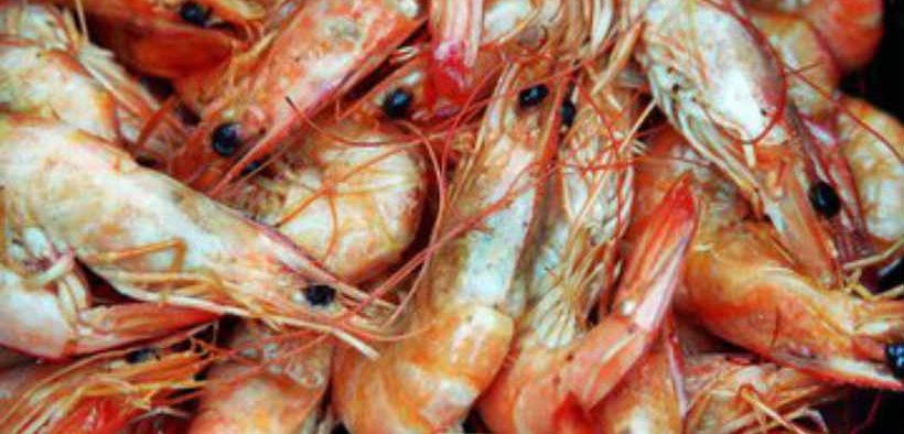COOKE ACQUIRES INTEGRATED SHRIMP PRODUCER