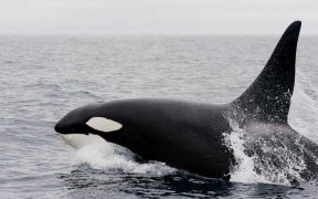 HELPING TO PROTECT ENDANGERED WHALES