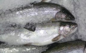 UPDATES TO EU SEAFISH GUIDELINES