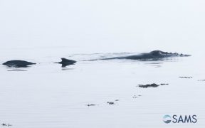 WHALE RETURNS TO OCEAN AFTER SAMS STRANDING