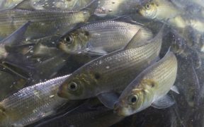 DAM REMOVAL BOOST FOR SPAWNING HERRING