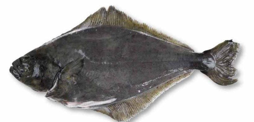 DIRECT SEAFOODS WARNS CHEFS OF HALIBUT SUSTAINABILITY