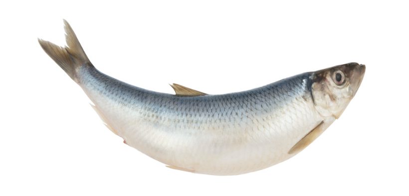 NORWEGIAN HERRING AND MACKEREL EXPORTS SEE GAINS