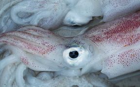 US FISH PRODUCTS MAY BE HIT BY EU TARIFFS