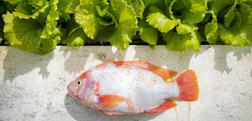 BAHAMA COLLEGE OFFERS AQUAPONICS TRAINING