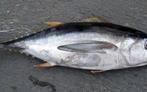 ISSF OUTLINES TUNA CONSERVATION