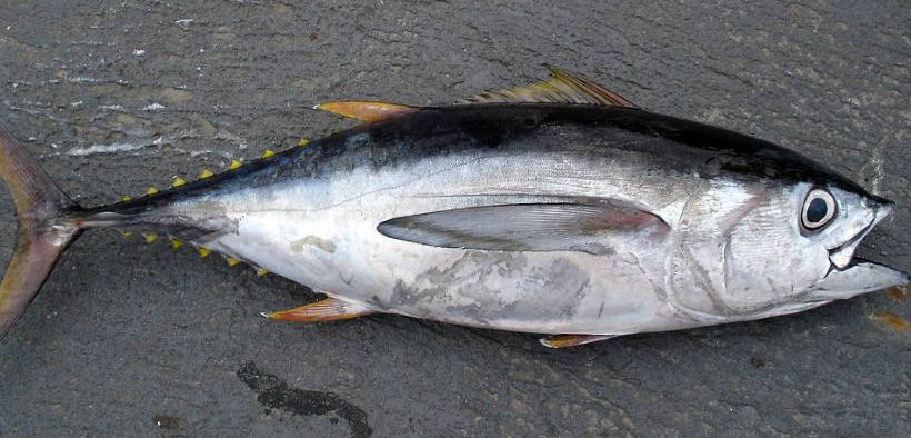 ISSF OUTLINES TUNA CONSERVATION