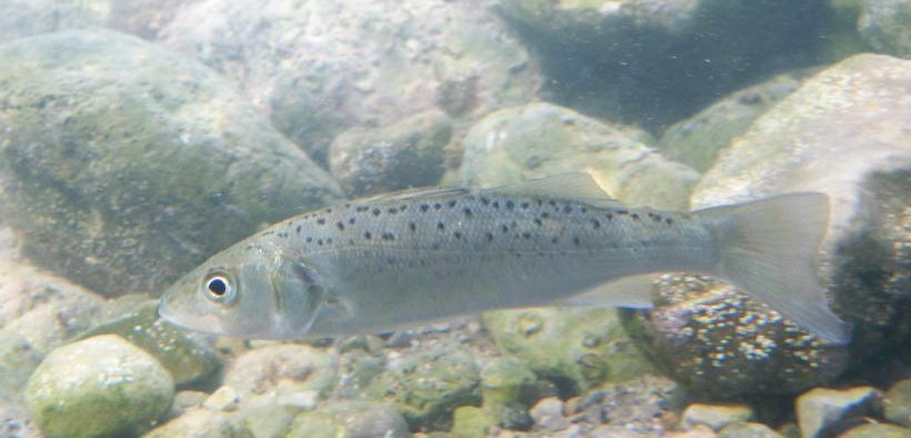 MED FISH STOCK RECOVERY