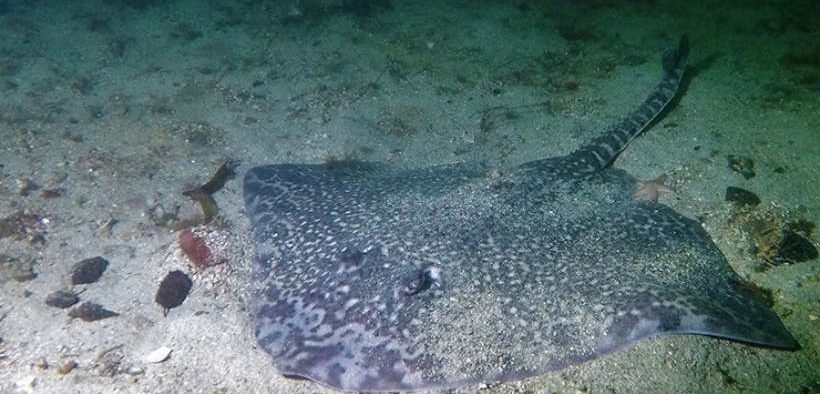 US WINTER SKATE FISHERY