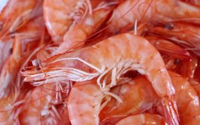 new-shrimp-feed-success