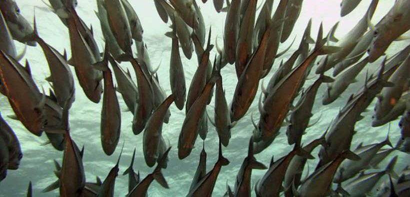 ECOSYSTEM APPROACH NEEDED