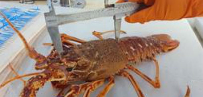 CRAWFISH RESEARCH PROGRAMME