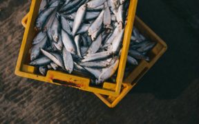 HOW FISHING AFFECTS FISH GROWTH