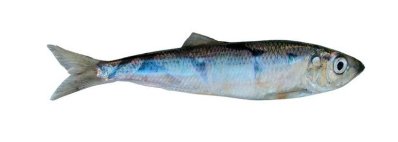 INCREASE IN NORWEGIAN HERRING