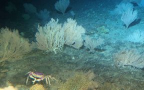 PROTECTED SEAMOUNTS