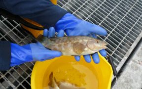 SOUTH-WEST LIVE WRASSE FISHERY