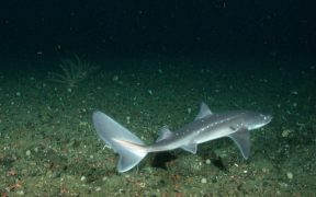 SPINY DOGFISH BENEFITS