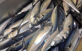 mackerel-group-gives-update-on-msc-suspension