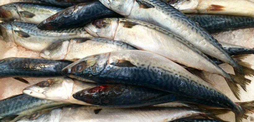 growth-in-norwegian-mackerel