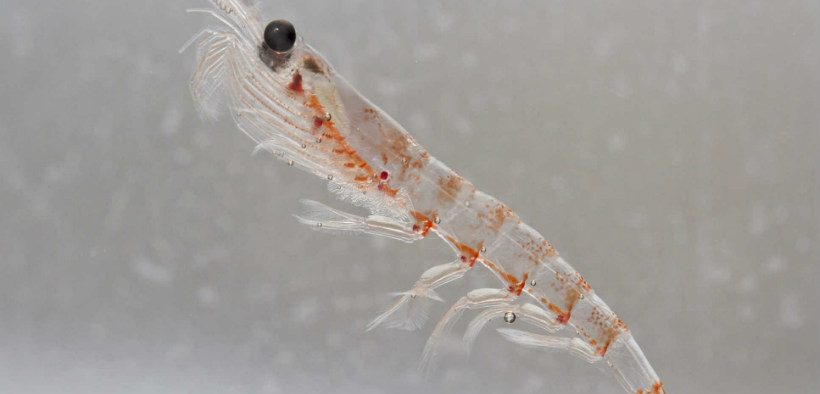 KRILL PLAY VITAL ROLE