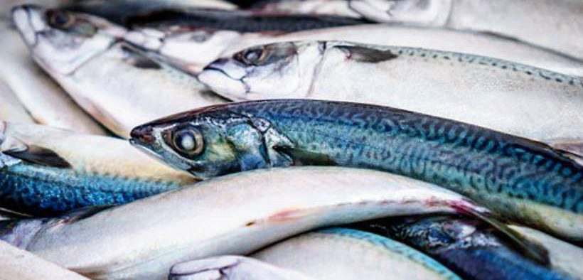 NEW SEAFOOD SUSTAINABILITY TOOL
