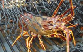 RESEARCH INTO SW ENGLAND CRAWFISH
