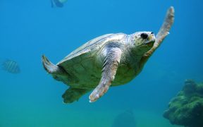 Substantial reduction in Mediterranean turtle bycatch