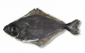 RESEARCHERS ASSESS WHETHER HALIBUT