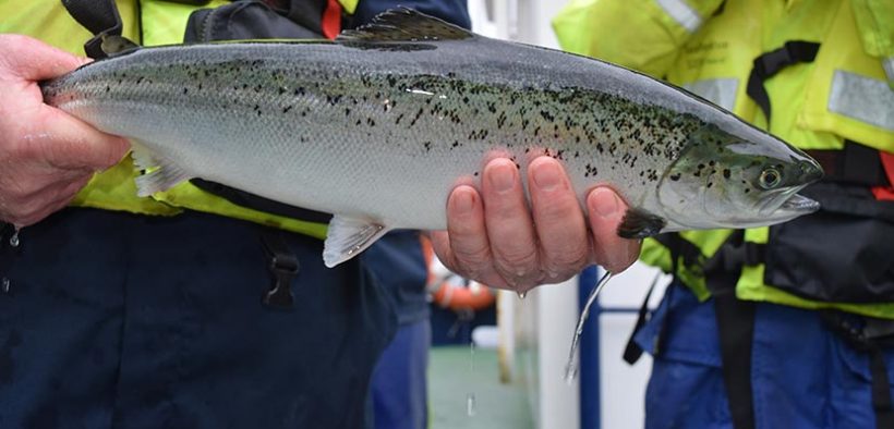Researchers have a gut instinct for new in-feed sea lice vaccine