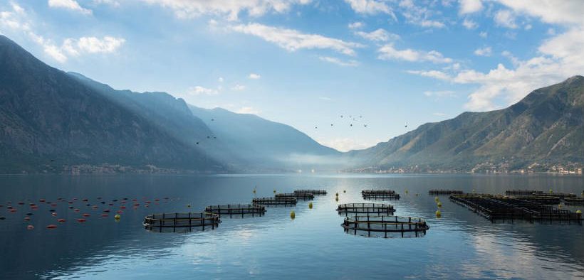 SCOTS SALMON FARMERS CALL