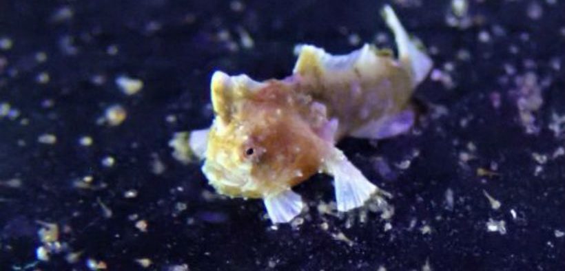 TINY FISH HATCHLINGS